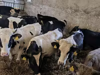 Bull, Russian Black pied cattle — photo 7