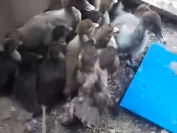 Ducks