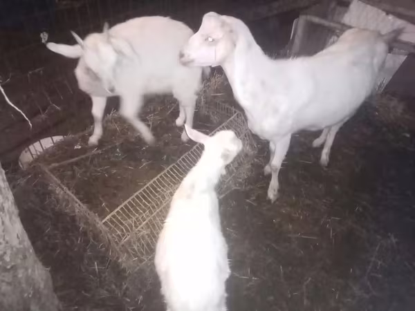 Chèvre, Damask goat