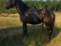 Hengst, Hungarian horse breed — Foto 1