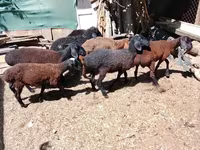 Qoç, Arabi sheep — foto 3