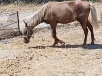 Chevaux (lot, sexe non indiqué), Chevaux — photo 5