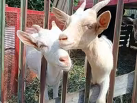 बकरा, बकरियाँ — फ़ोटो 3