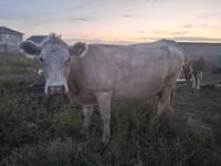 公牛, Latvian Blue cattle — 照片 2
