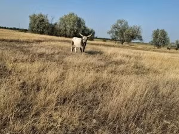 Touro, Raça cinza húngara — Hungria