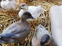 Ducks — fotografija 2