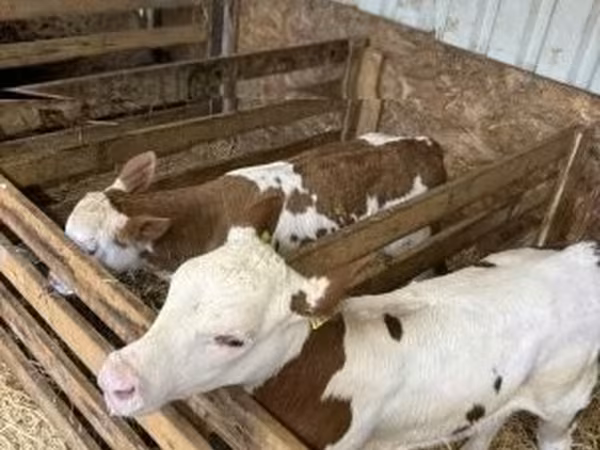 Vache, Race grise hongroise