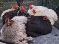 Chickens — 照片 1