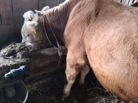 ثور, Simmental cattle — الصورة 2