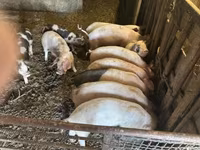 Porcs (lot, sexe non indiqué), Porcs — photo 2