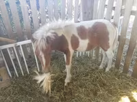 At, Miniature horse — foto 3
