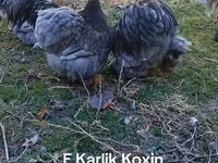 Kočin — fotografija 2