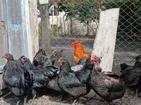 Australorp — zdjęcie 4