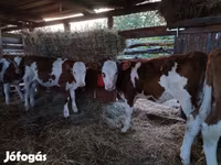 公牛, Limousin cow — 照片 8