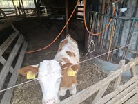 Byk, Węgierska szara rasa — zdjęcie 2