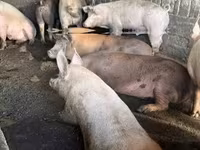 猪（批次，未指定性别）, Pigs — 照片 5