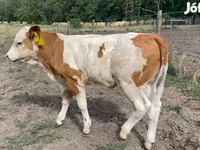 Krava, Simmental cattle — fotografija 1