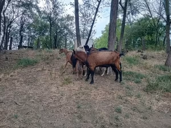 Kozioł, Alpine goat