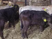 Bik, Simmental cattle — fotografija 1