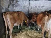 Krowa, Rasa jerseyjska — zdjęcie 1