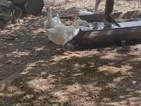 Geese — 照片 7