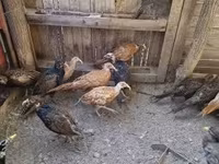 Guinea fowl — Foto 5