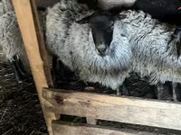 Ovelha, Romanov sheep — foto 3