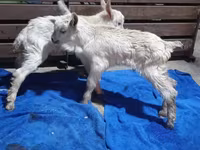 Koza, Saanen goat — zdjęcie 5