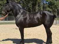Kobila, Percheron — fotografija 1
