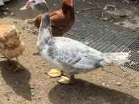 Ducks — Foto 2