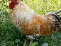 Chickens — foto 3