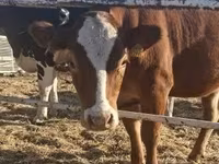 Kuh, Limousin-Kuh — Foto 1
