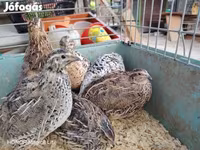 Quails — Foto 2