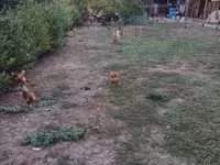 Chickens — الصورة 5