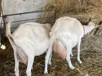 母山羊, Goats — 照片 2