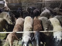 Ovan, Edilbay sheep — fotografija 4