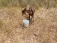 Cabras (lote, sexo não especificado), Cabras — foto 3