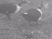Ducks — foto 1