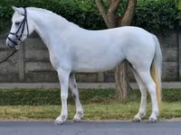 Égua, Cavalos — foto 1