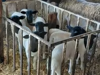 Oveja, Dorper sheep — foto 2
