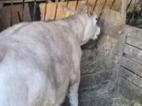 सांड, गोलस्टीन नस्ल — फ़ोटो 3