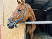 Kobyła, Polish pony — zdjęcie 3