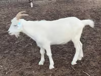 Goat, Goats — photo 1