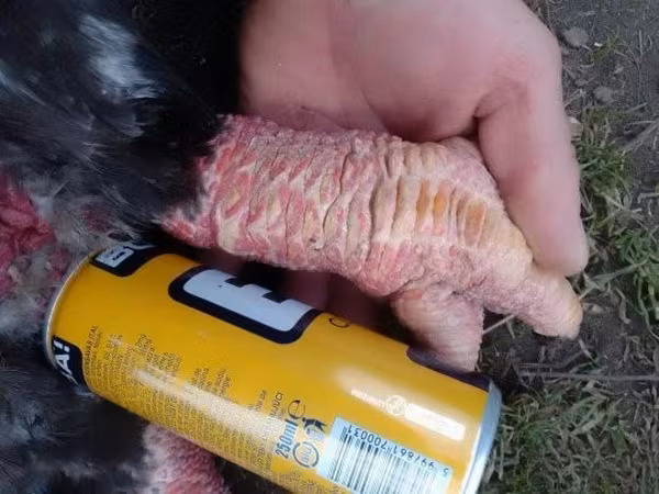Chickens