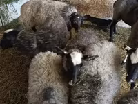 Widder, Romanov sheep — Foto 2