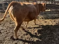 Vaca, Simmental cattle — foto 2