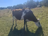 雌牛, Simmental cattle — 写真 3