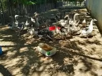 Geese — foto 5