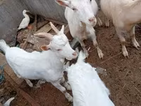 Billy Goat, Goats — photo 1