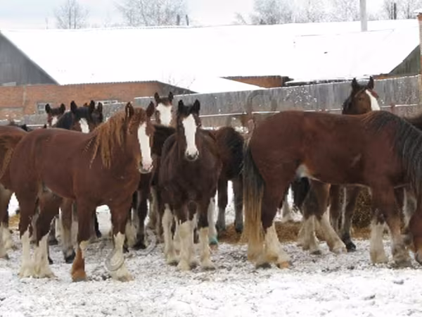 Pastuv, Коњи